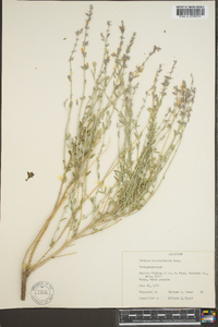 Hedeoma hyssopifolia image