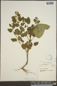 Melissa officinalis image