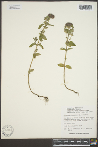 Clinopodium vulgare image