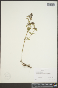 Clinopodium vulgare image