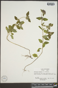 Clinopodium vulgare image