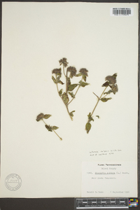 Clinopodium vulgare image