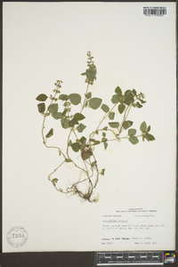 Clinopodium gracile image