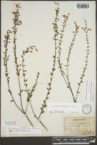 Calamintha coccinea image