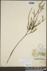 Calamintha coccinea image