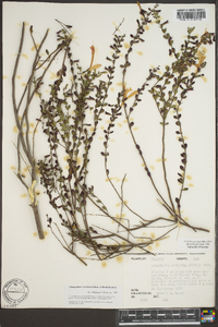 Calamintha coccinea image