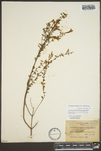 Calamintha coccinea image