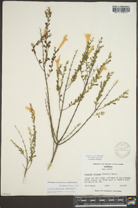Calamintha coccinea image