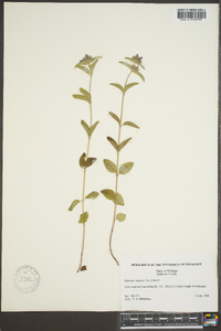 Clinopodium vulgare image