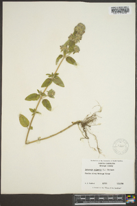 Clinopodium vulgare image