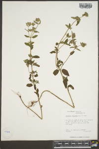 Clinopodium vulgare image