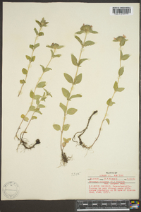 Clinopodium vulgare image