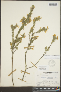 Conradina canescens image