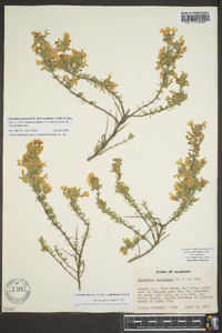 Conradina canescens image