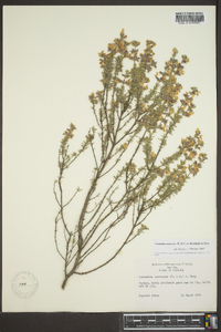 Conradina canescens image