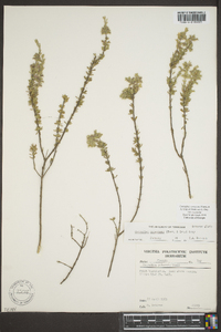 Conradina canescens image