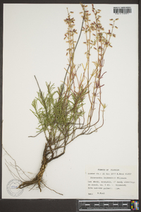 Dicerandra densiflora image