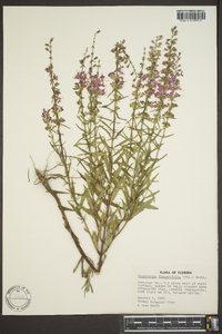 Dicerandra linearifolia image