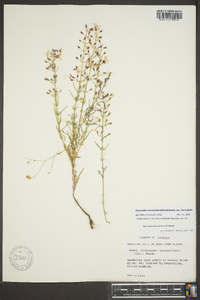 Dicerandra linearifolia var. linearifolia image