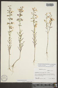 Dicerandra linearifolia image