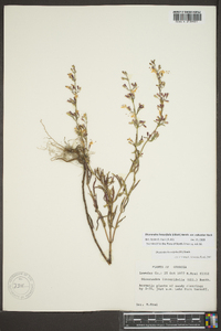 Dicerandra linearifolia var. robustior image