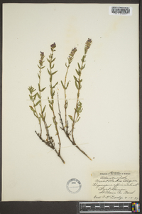 Hyssopus officinalis image