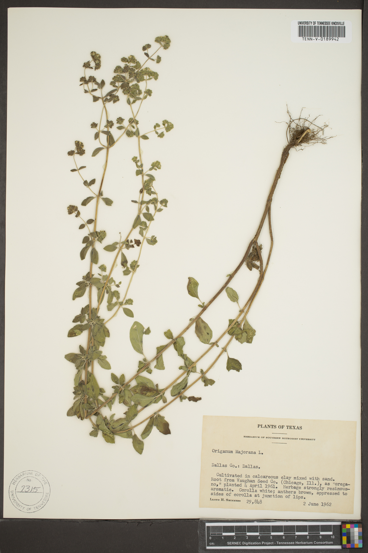 Origanum majorana image