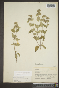 Pycnanthemum curvipes image