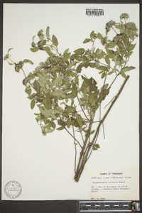 Pycnanthemum curvipes image