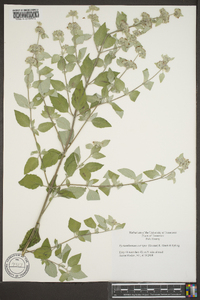 Pycnanthemum curvipes image