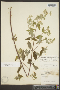 Pycnanthemum curvipes image