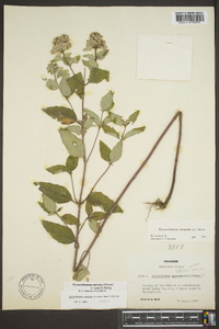 Pycnanthemum curvipes image