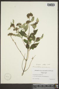 Pycnanthemum loomisii image