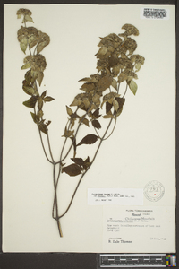 Pycnanthemum loomisii image