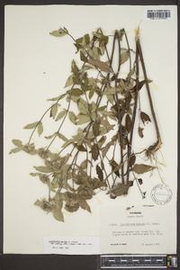 Pycnanthemum loomisii image