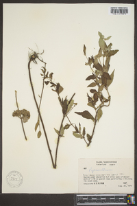 Pycnanthemum loomisii image