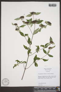 Pycnanthemum loomisii image