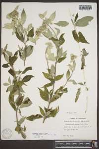 Pycnanthemum loomisii image