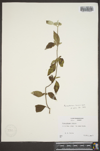 Pycnanthemum loomisii image