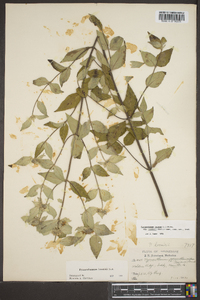 Pycnanthemum loomisii image