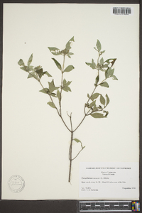 Pycnanthemum loomisii image