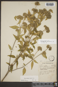 Pycnanthemum loomisii image