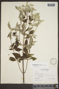 Pycnanthemum loomisii image