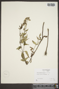 Pycnanthemum loomisii image