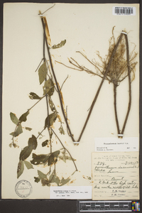 Pycnanthemum loomisii image