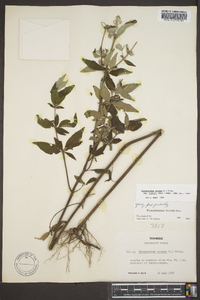 Pycnanthemum loomisii image