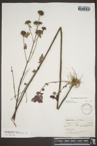 Pycnanthemum loomisii image