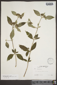 Pycnanthemum loomisii image