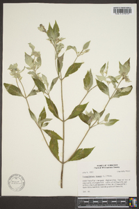 Pycnanthemum loomisii image