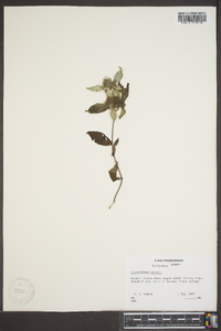 Pycnanthemum loomisii image